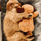 Schlafender Welpe kuschelt mit Plüschtier auf grauem Kissen. Niedlicher Hund, Haustier, Plüschhund, Schlaf, Entspannung, Tierliebe.