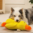 Hund mit gelbem Plüsch-Entenspielzeug, Border Collie, kuschelig, Haustierbedarf, interaktives Hundespielzeug, robust, niedlich, Geschenkidee.