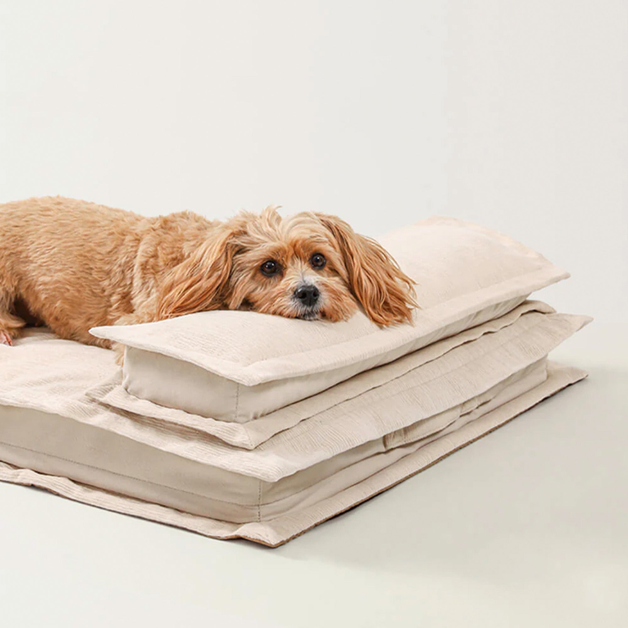 Hund auf beigem Anti-Angst-Hundebett mit Schwammunterstützung für tiefen Schlaf.