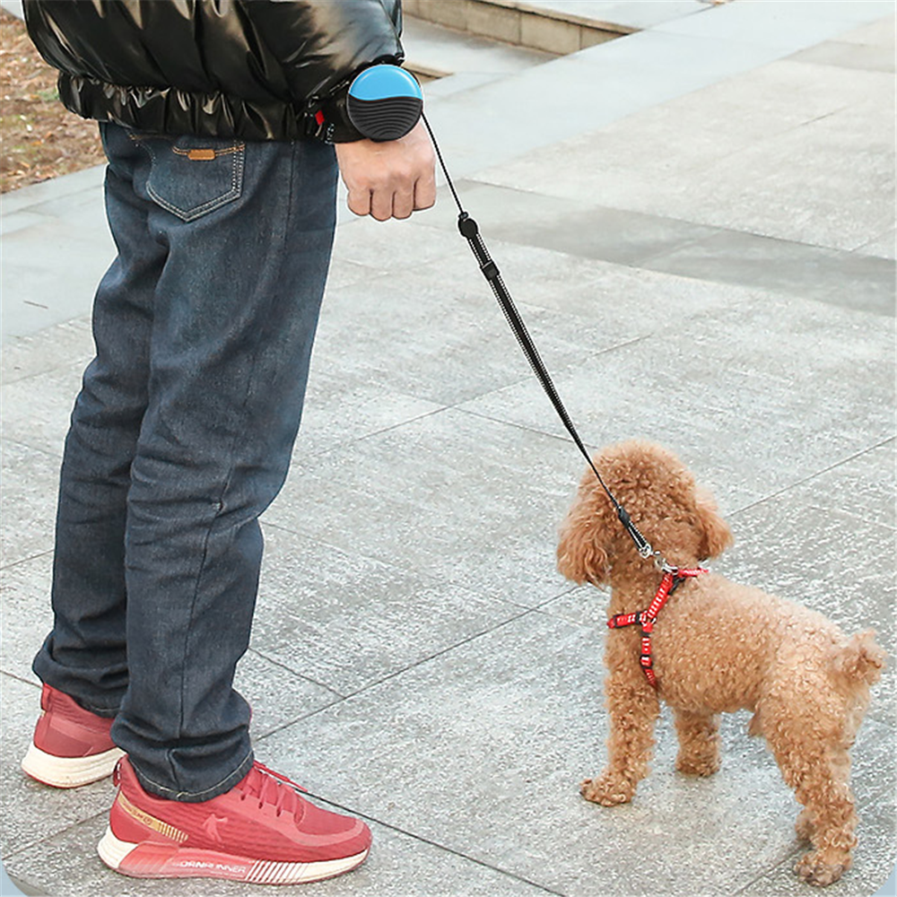Person mit blauer Flexi-Hundeleine führt einen kleinen, lockigen Hund im roten Geschirr spazieren. Outdoor, Gehweg, Freizeitkleidung.