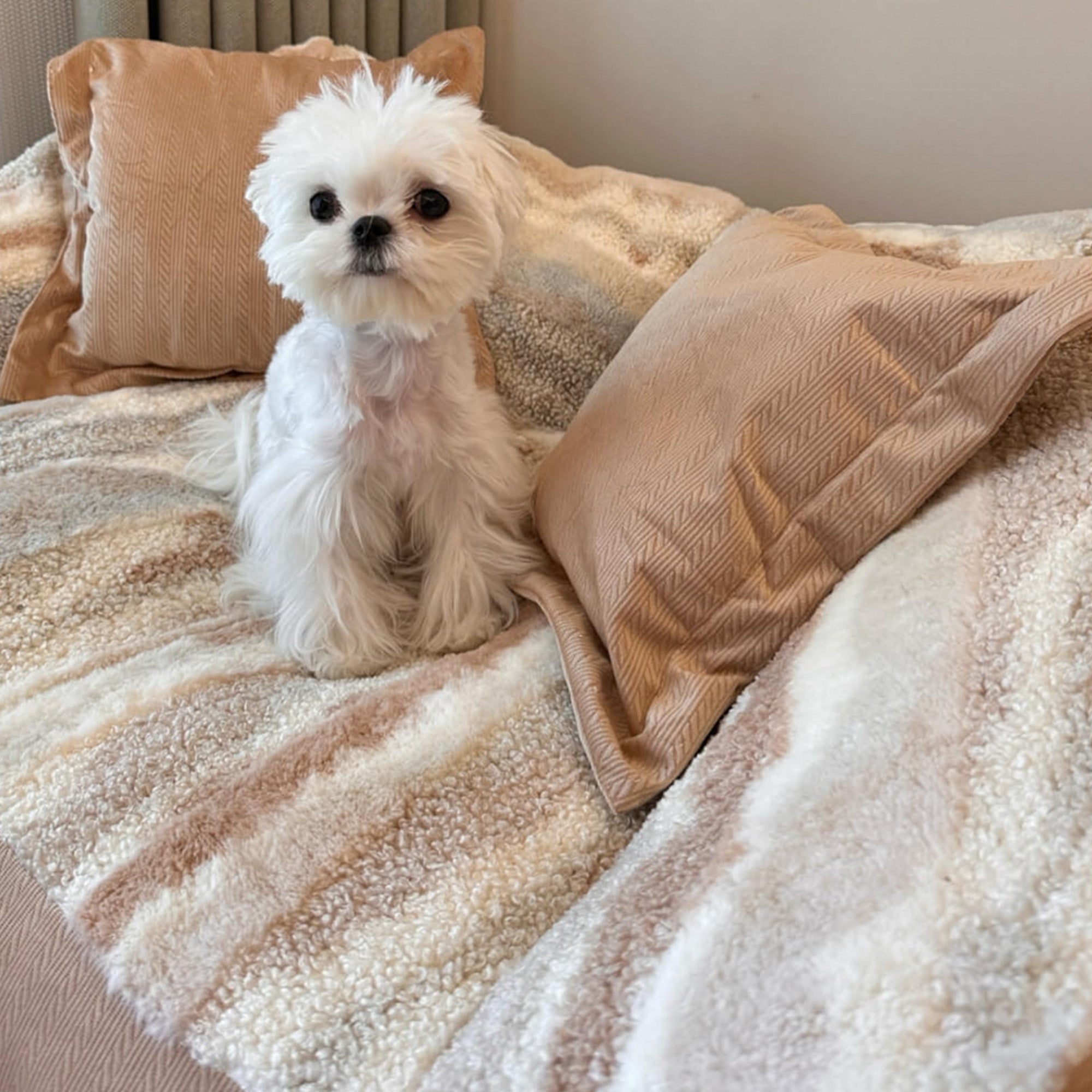 Weißer Hund auf beige-weißem Polar-Fleece-Hundebett mit Kissen, gemütlich, stilvoll.