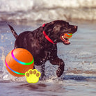 Schwarzer Labrador mit buntem Ball am Strand, Hundespielzeug, Wasserspaß, Haustierbedarf.