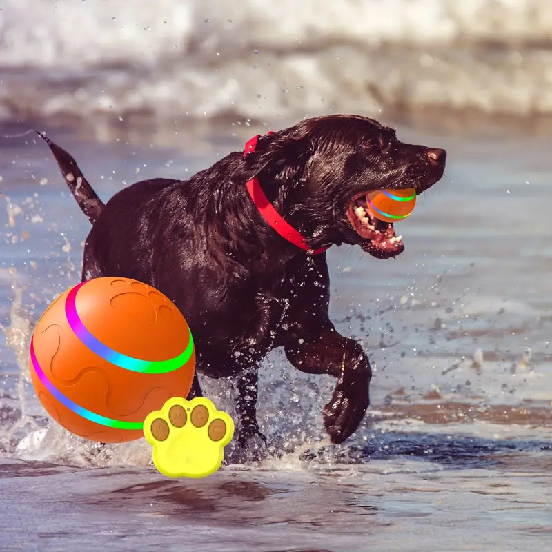 Schwarzer Labrador mit buntem Ball am Strand, Hundespielzeug, Wasserspaß, Haustierbedarf.