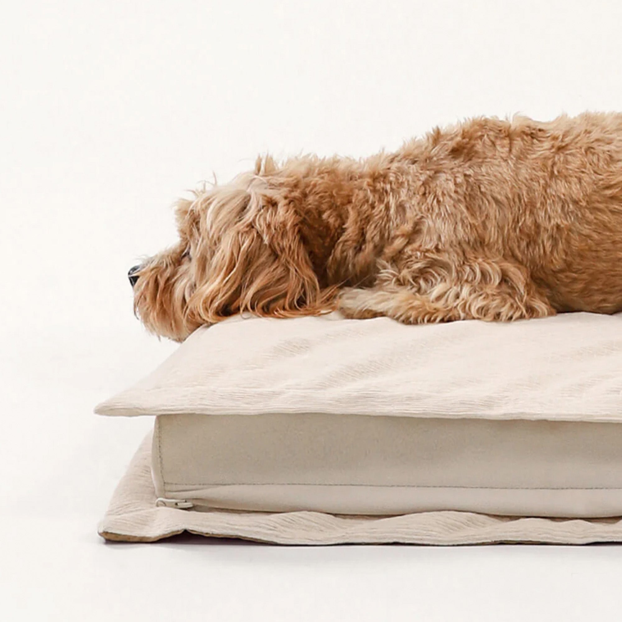 Hund auf beigem Anti-Angst-Hundebett mit Schwammunterstützung für tiefen Schlaf.