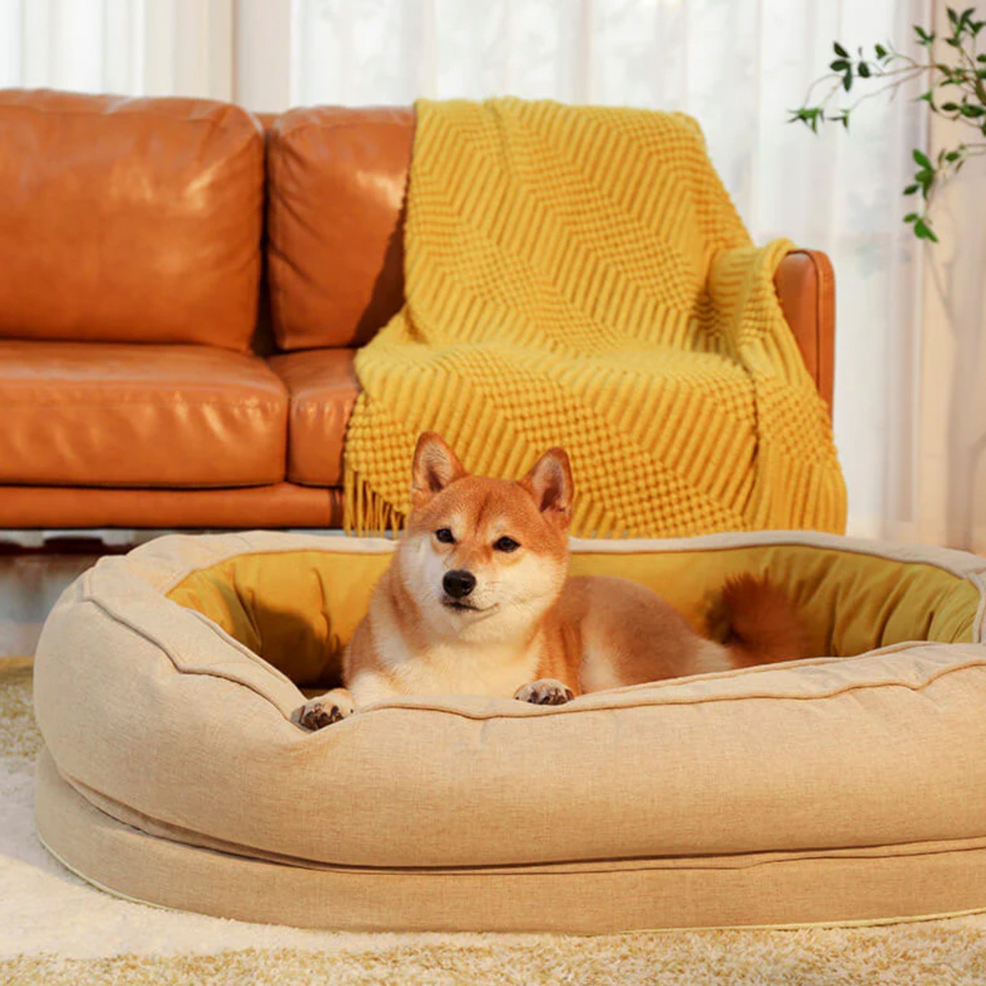 Hund in beigem, gemütlichem Donut-Hundebett vor braunem Sofa mit gelber Decke im Wohnzimmer.