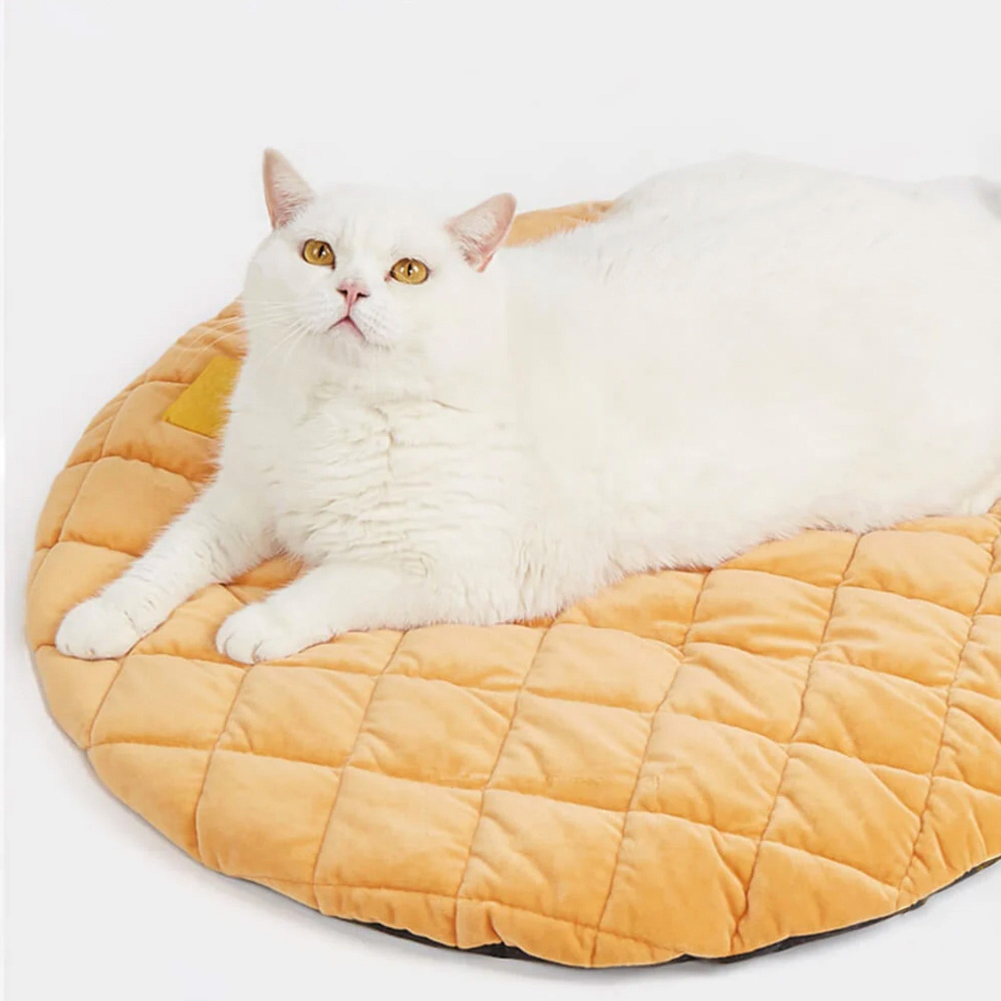 Weißer Katze auf donutförmigem, waschbarem Haustierbett mit Quietschkissen, orangefarben.