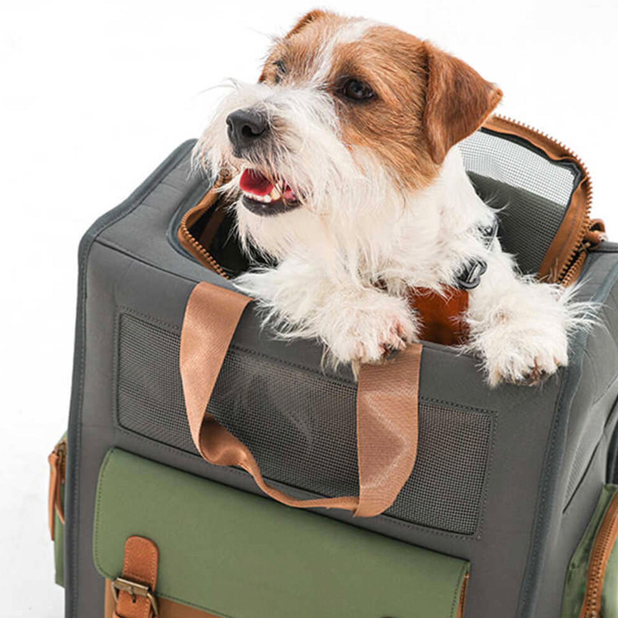 Hund in zweifarbigem, atmungsaktivem, wasserdichtem Canvas-Haustier-Rucksack für Outdoor.