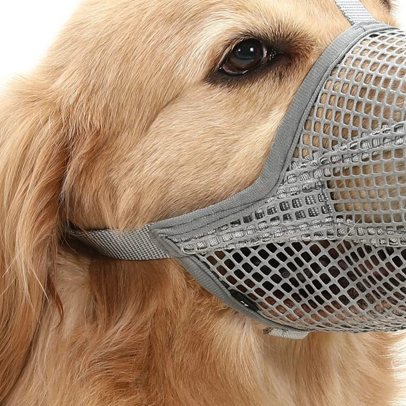 Golden Retriever mit grauem Maulkorb, Hundemaulkorb, Sicherheitsnetz, Haustierzubehör, Hundeschutz, komfortabel, atmungsaktiv, robust.