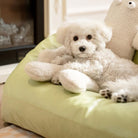 Weißer Hund auf grünem Leder-Sofa-Bett für Hunde und Katzen, gemütlich und kühlend.