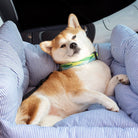 Hund in gestreiftem Hundebett im Auto, tragbares Haustierbett, großer Hund, bequem, blau-weiß.
