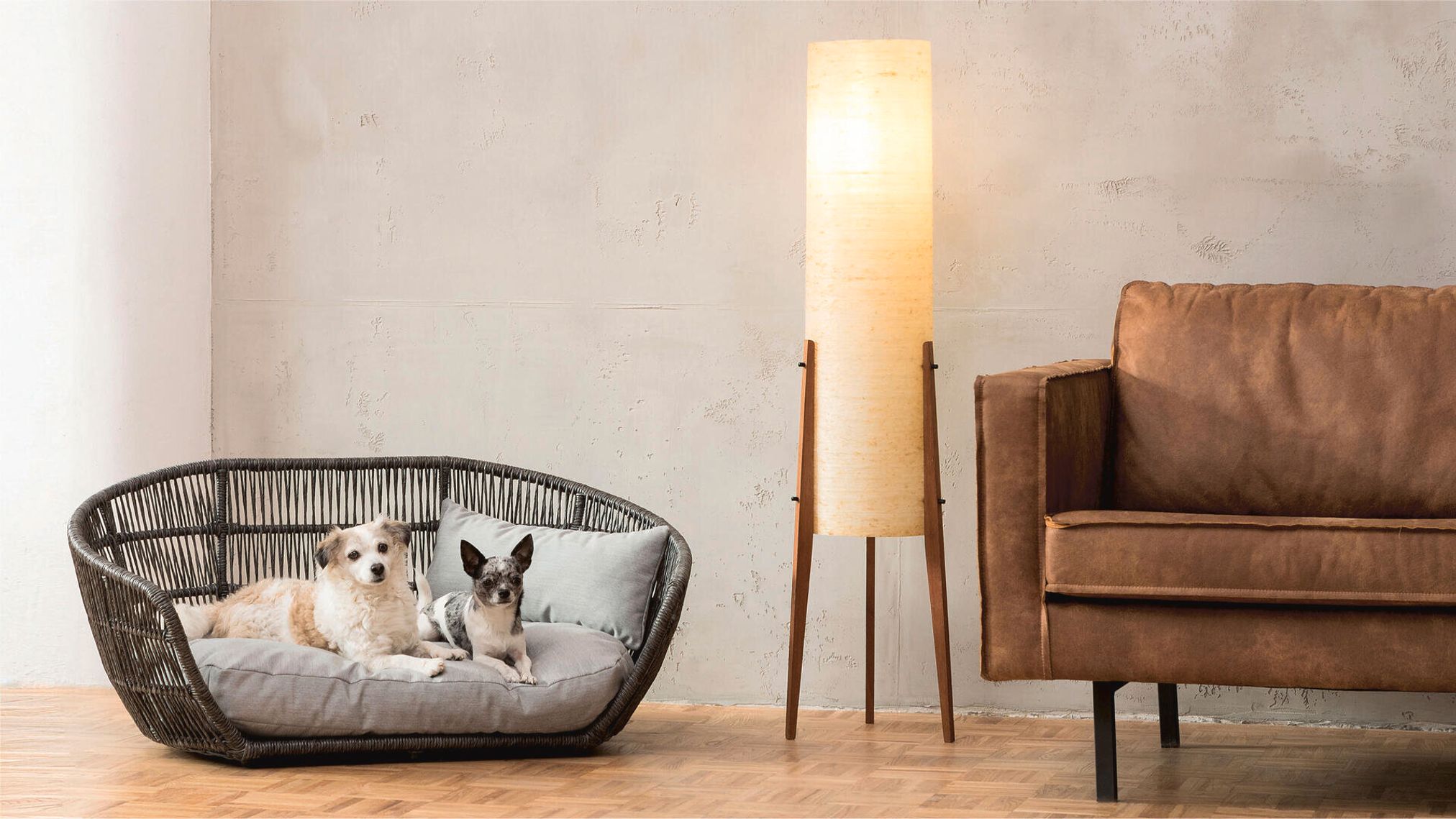 Hundebett aus Rattan mit Kissen, zwei Hunde, Stehlampe, braunes Ledersofa, Wohnzimmerdekor.