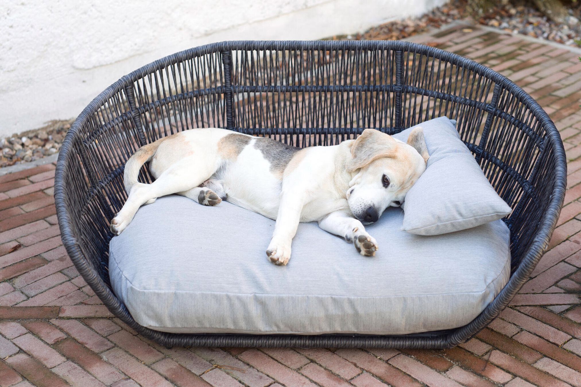 Beagle auf grauem Hundebett aus Rattan im Freien, gemütlich liegend, Haustierkomfort.