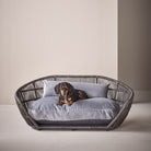 Hundebett aus Rattan mit grauem Kissen, Dackel liegend, modernes Design, Haustiermöbel.