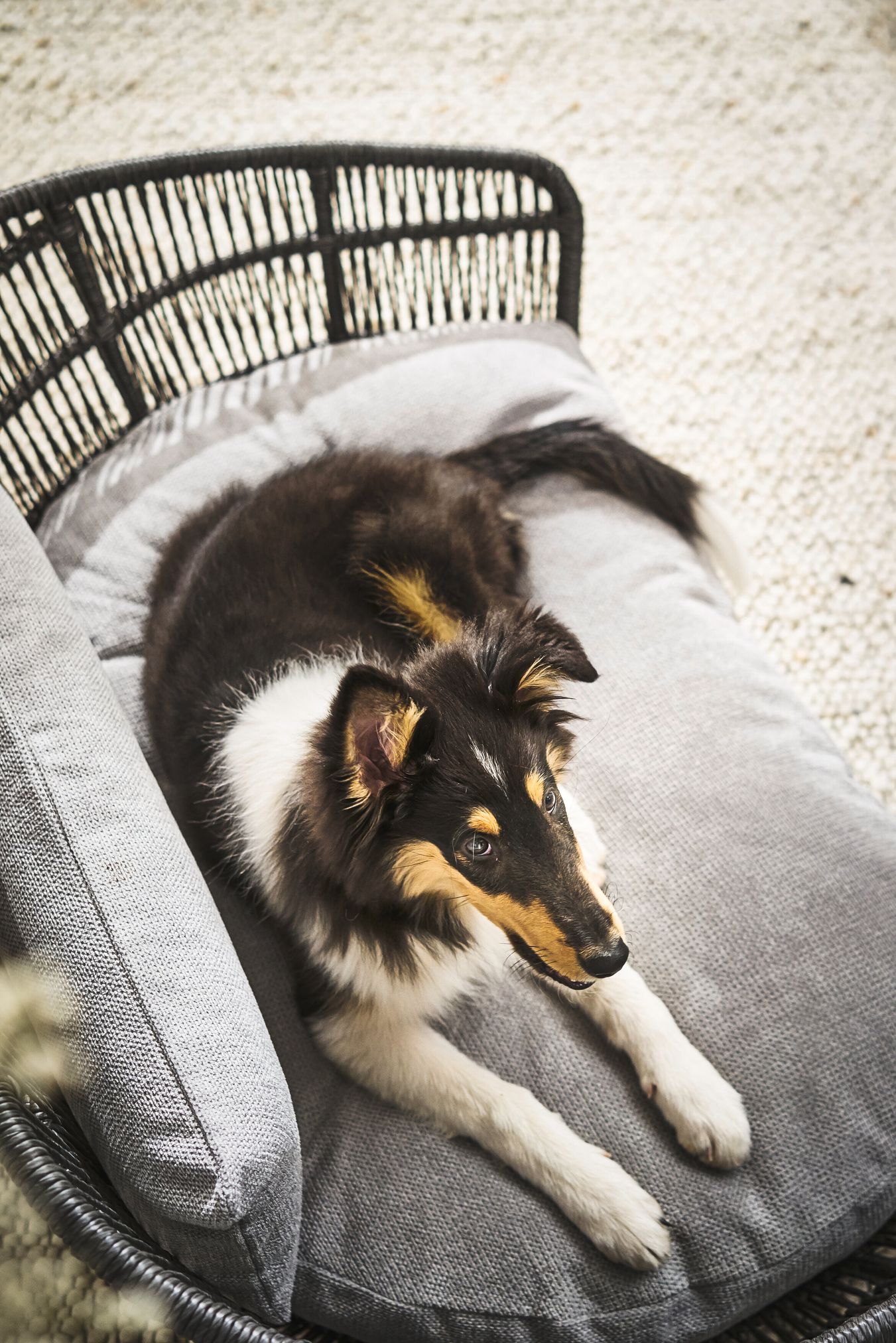 Schwarzer Collie-Welpe auf grauem Hundebett, Rattan-Sofa, gemütlich, Haustiermöbel.