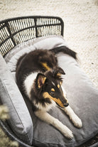 Schwarzer Collie-Welpe auf grauem Hundebett, Rattan-Sofa, gemütlich, Haustiermöbel.