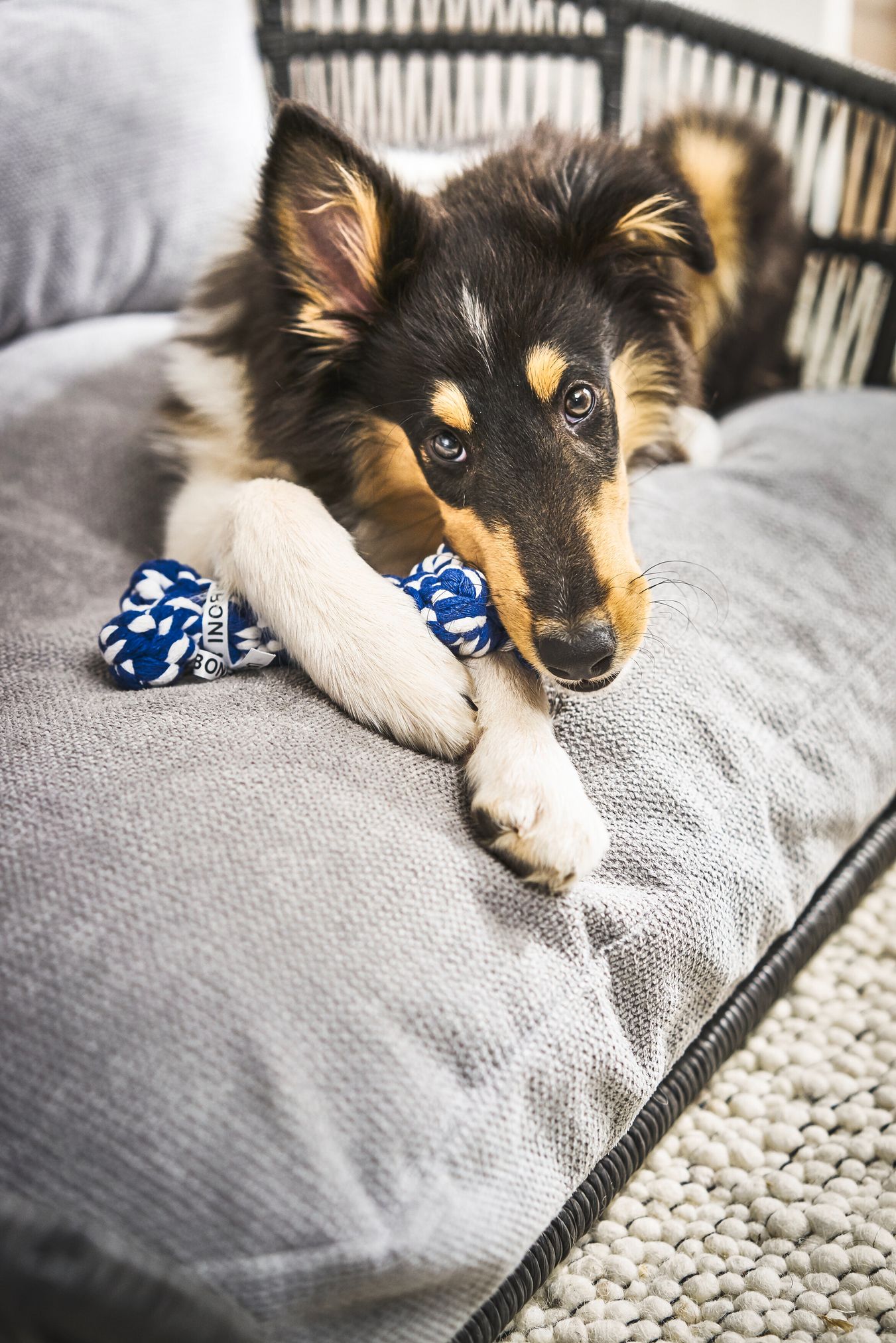Hund mit blau-weißem Kauspielzeug auf grauem Sofa, Welpe, Haustier, Spielzeug, Entspannung.