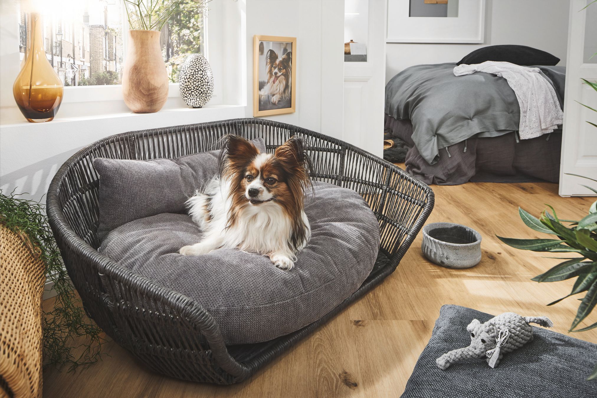 Papillon-Hund auf grauem Hundebett in modernem Wohnzimmer mit Holzboden und Dekoration.