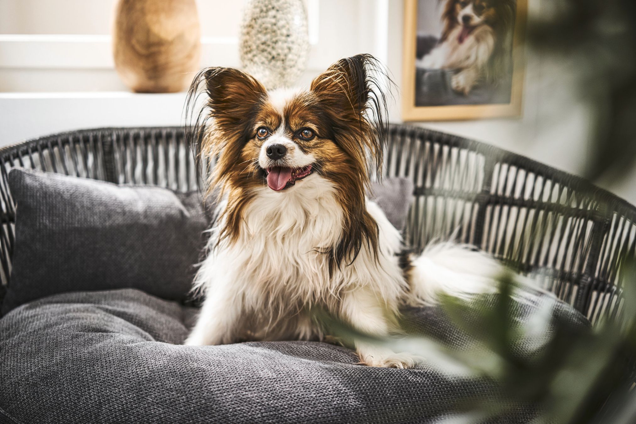 Kleiner Hund auf grauem Hundebett in modernem Wohnzimmer, Papillon, Haustierfotografie.