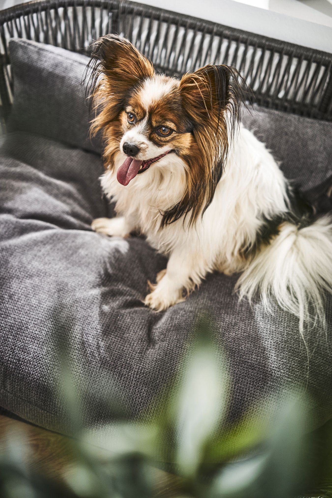 Papillon-Hund auf grauem Hundebett, lächelnd, mit langen Ohren, Haustierfotografie.