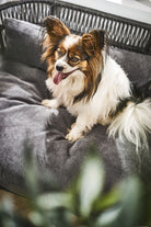 Kleiner Papillon-Hund auf grauem Hundebett, glücklich, mit langen Ohren und Zunge heraus.
