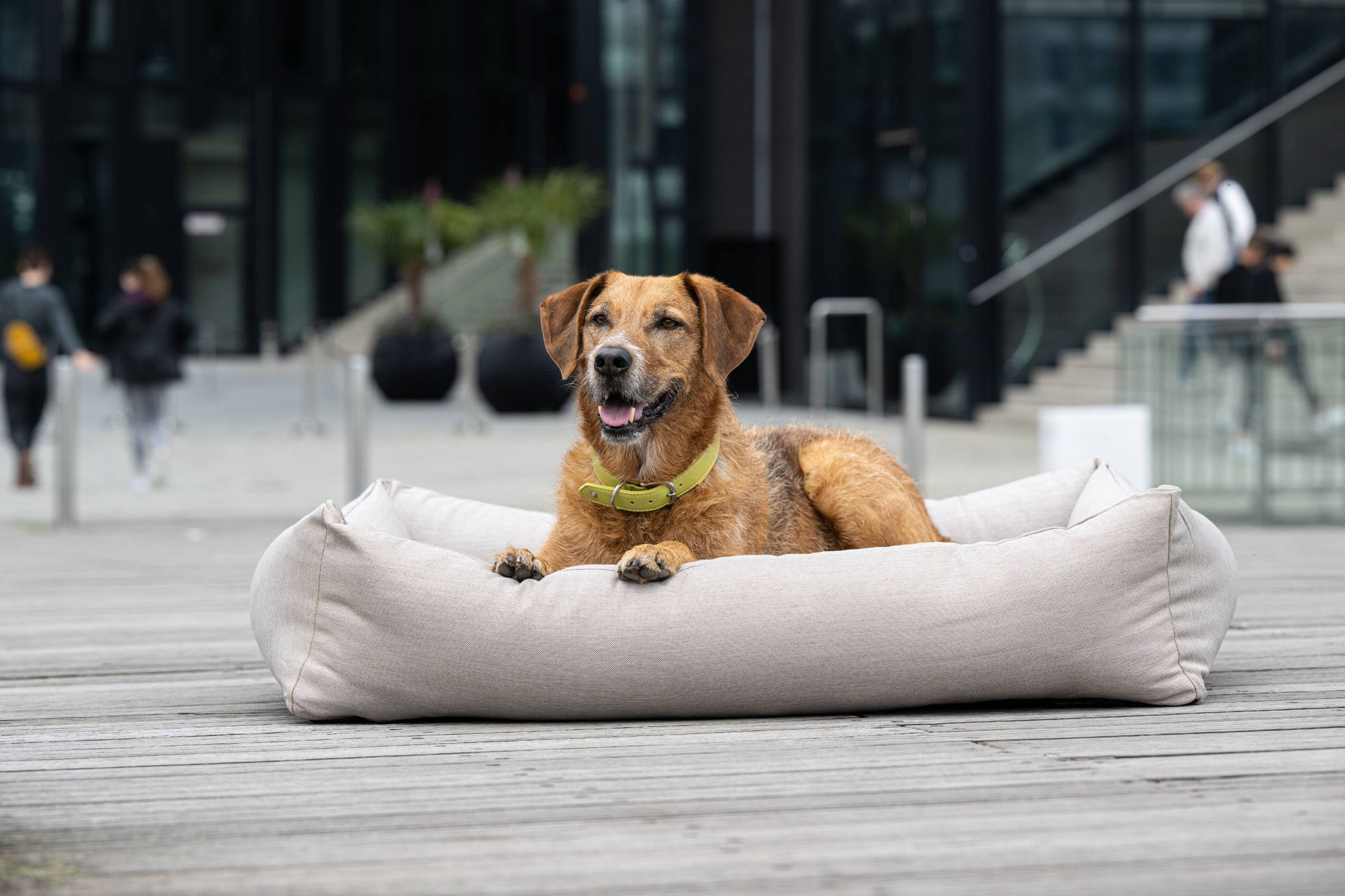 Hund auf beigem Hundebett im Freien, modernes Stadtumfeld, komfortables Haustierzubehör.