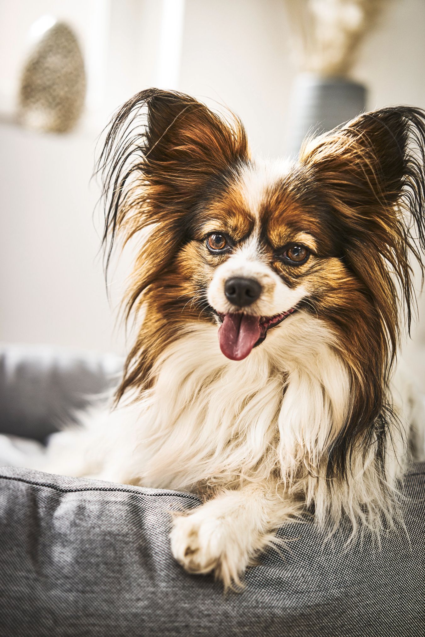 Papillon-Hund in grauem Hundebett, langhaarig, fröhlich, Innenaufnahme, Haustierfotografie.