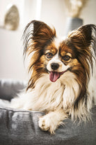 Papillon-Hund in grauem Hundebett, langhaarig, fröhlich, Innenaufnahme, Haustierfotografie.