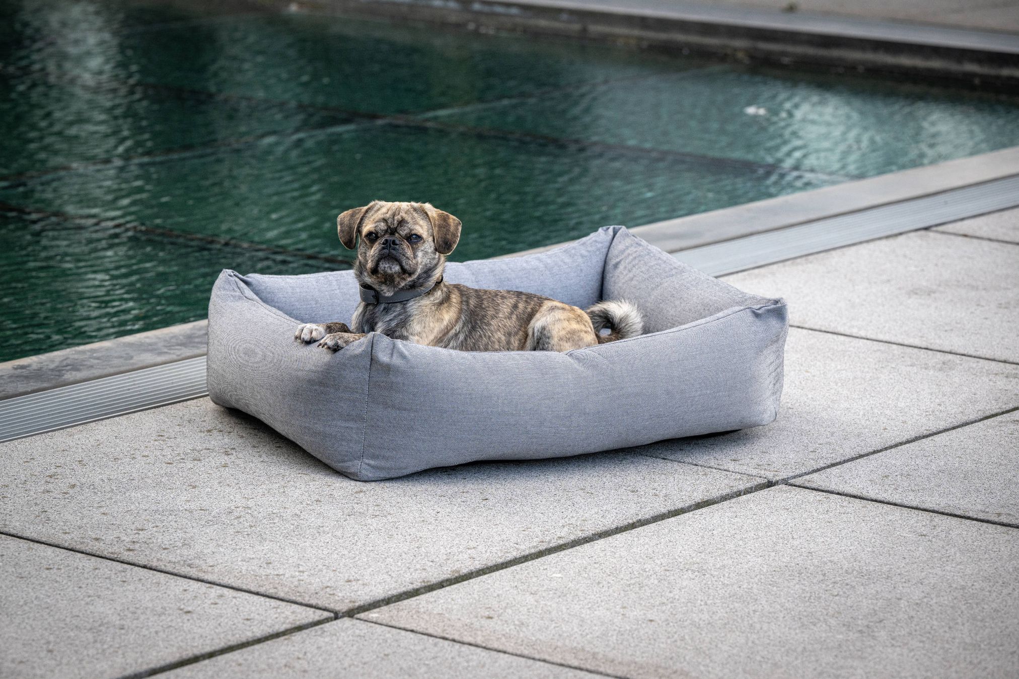 Kleiner Hund in grauem Hundebett am Pool, Outdoor-Haustierbett, komfortabel, wetterfest.