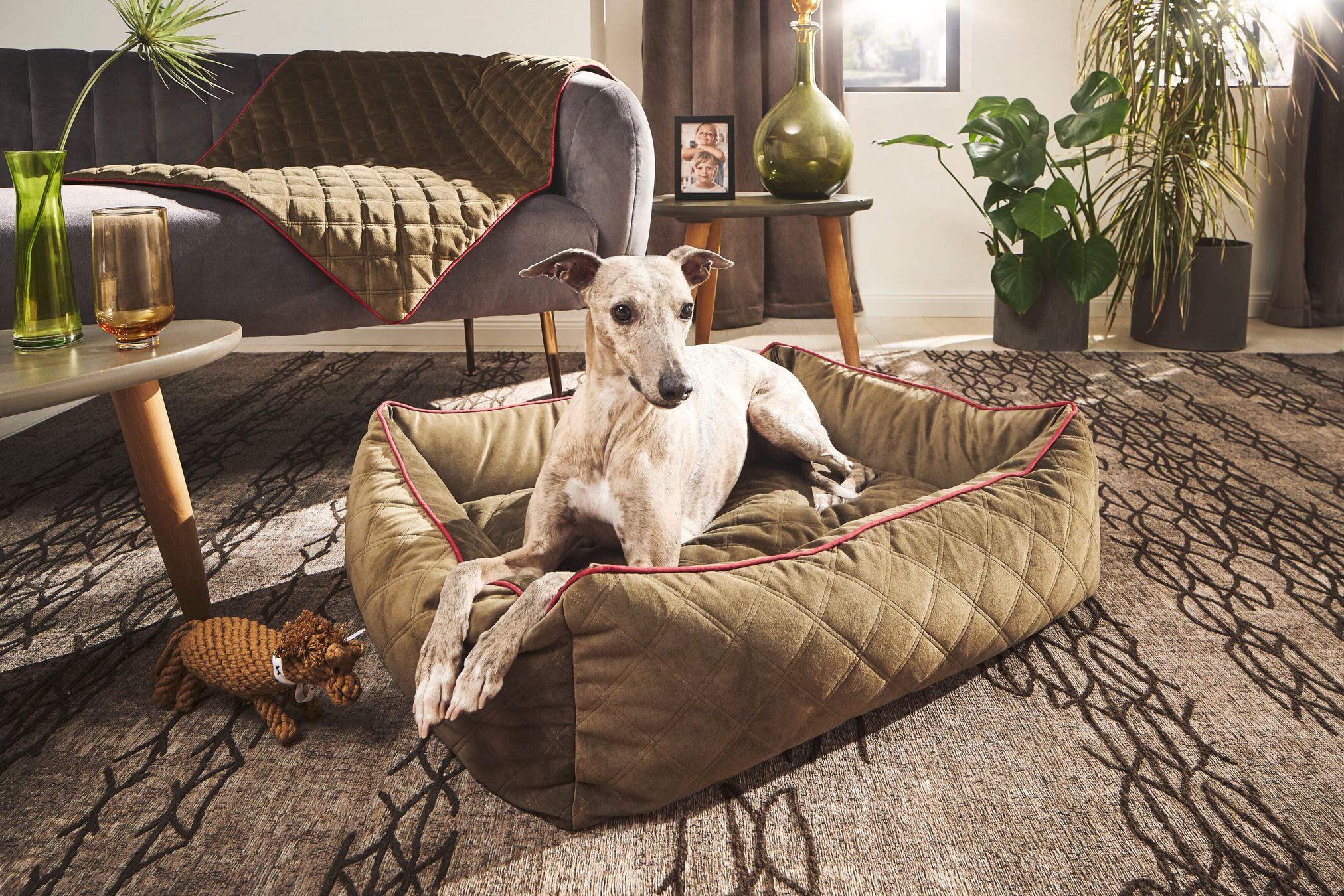 Hund auf olivgrünem Hundebett aus Samt im Wohnzimmer, dekoriert mit Pflanzen und Sofa.
