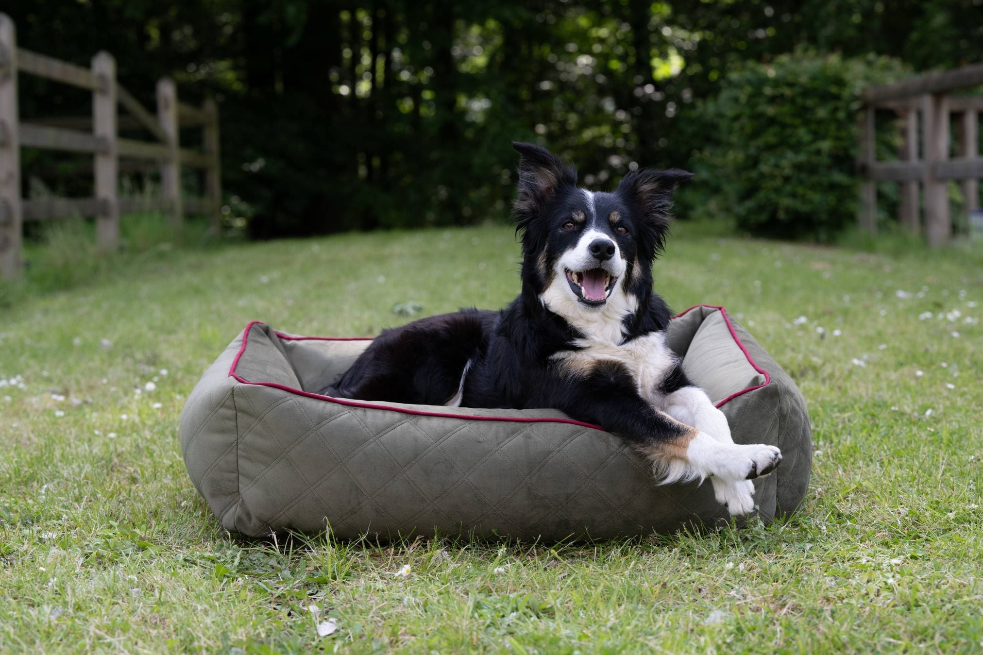 Hund in grünem Hundebett im Freien, Border Collie, gemütlich, Garten, Haustierbedarf
