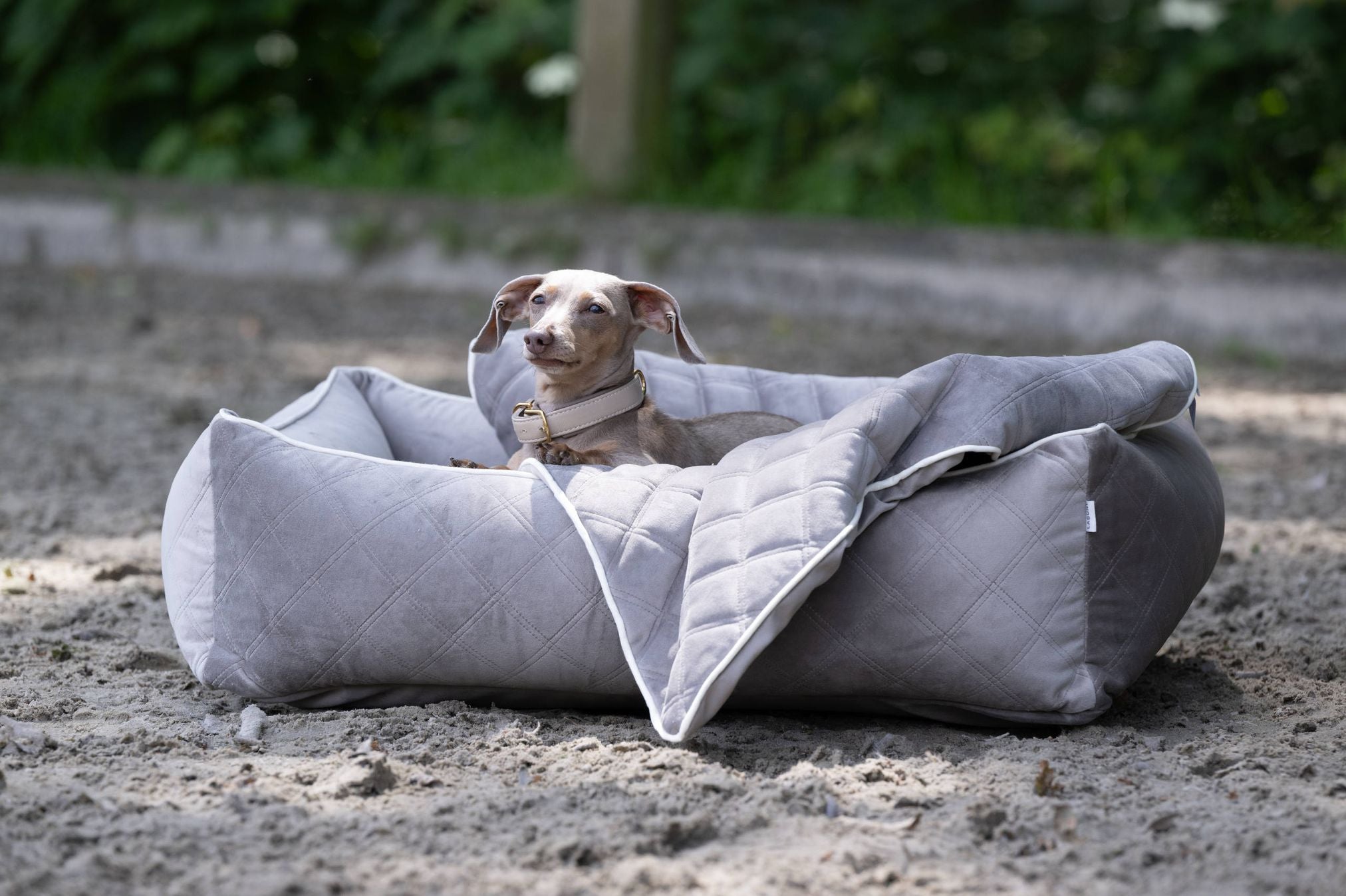 Hund in grauem Hundebett im Freien, gemütlich, hochwertig, ideal für kleine Hunderassen.