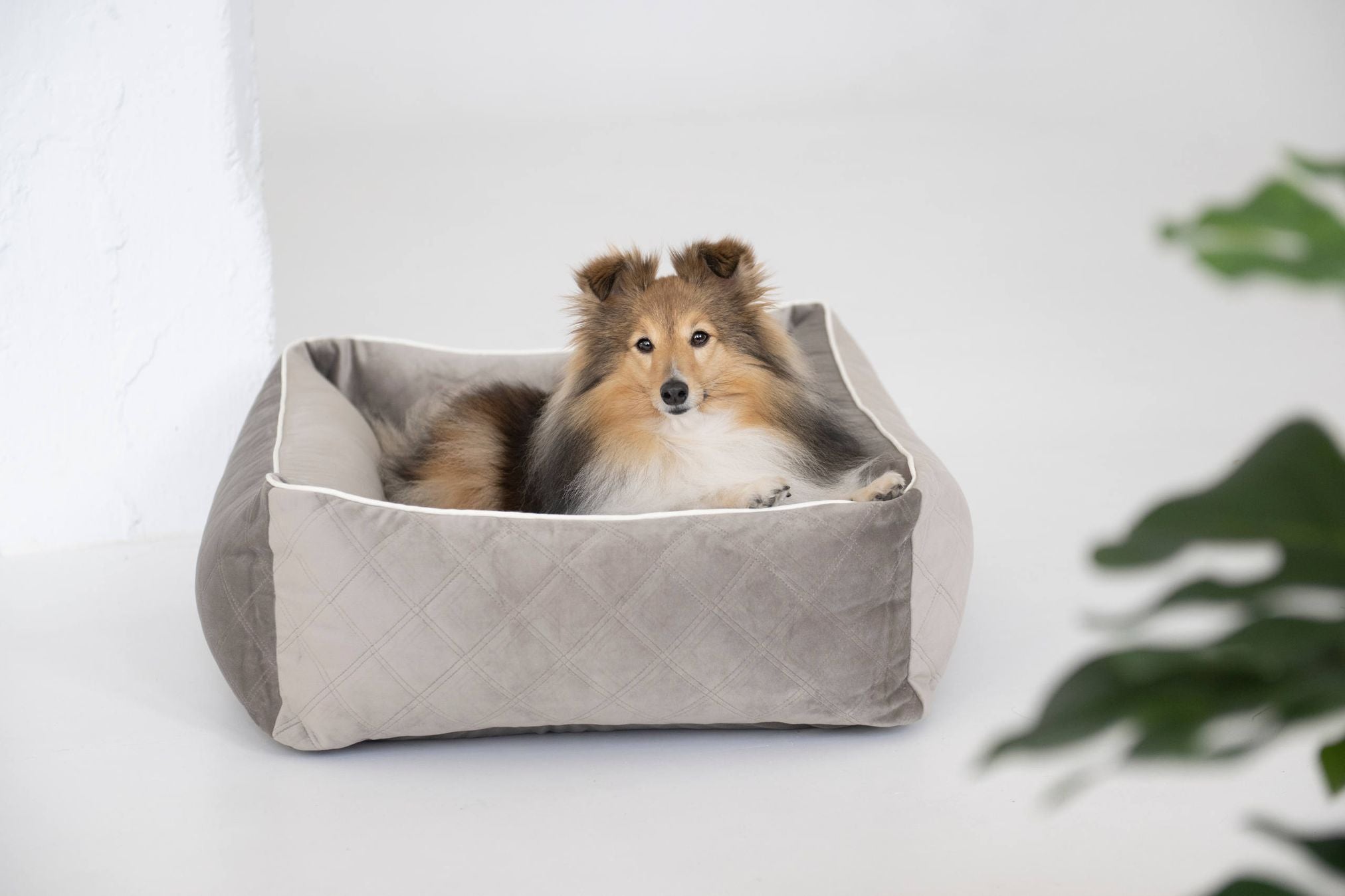 Hund in grauem Hundebett aus Velours, quadratisch, gemütlich, luxuriös, Haustierbedarf.
