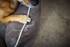 Hundepfote auf braunem Kissen, Nahaufnahme, beige Hund, gemütliches Zuhause, Tierfotografie.