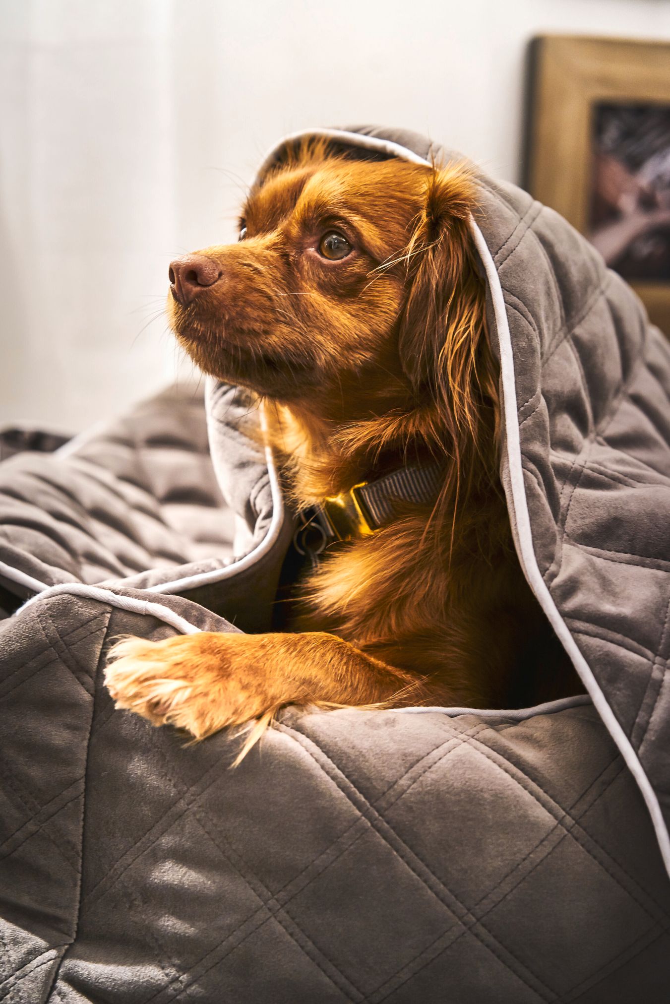 Brauner Hund unter grauer, gesteppter Decke, gemütlich, Haustier, Heimtextilien, Tierbedarf.