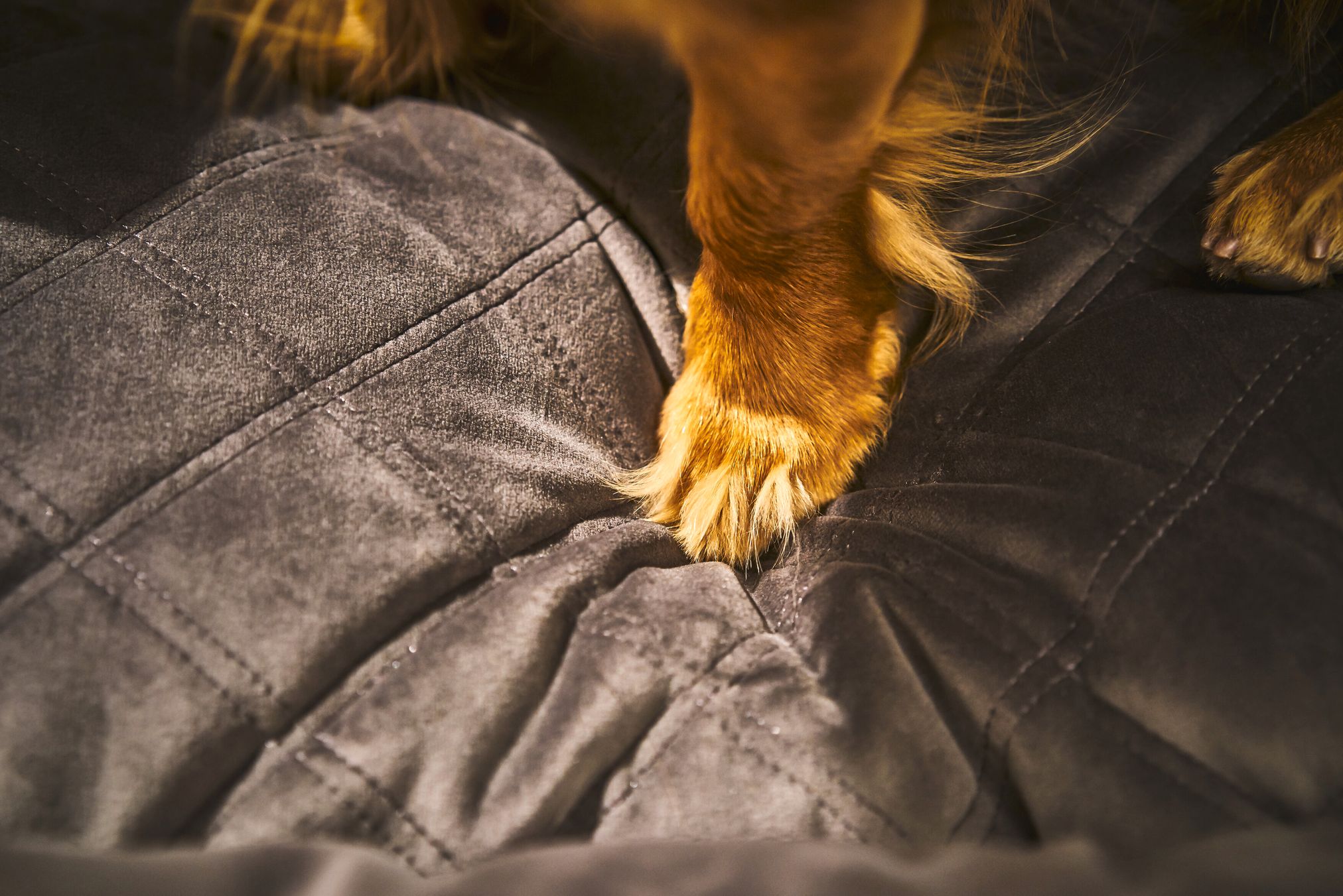 Pfote eines Hundes auf grauer, gesteppter Decke aus weichem Material, Nahaufnahme.
