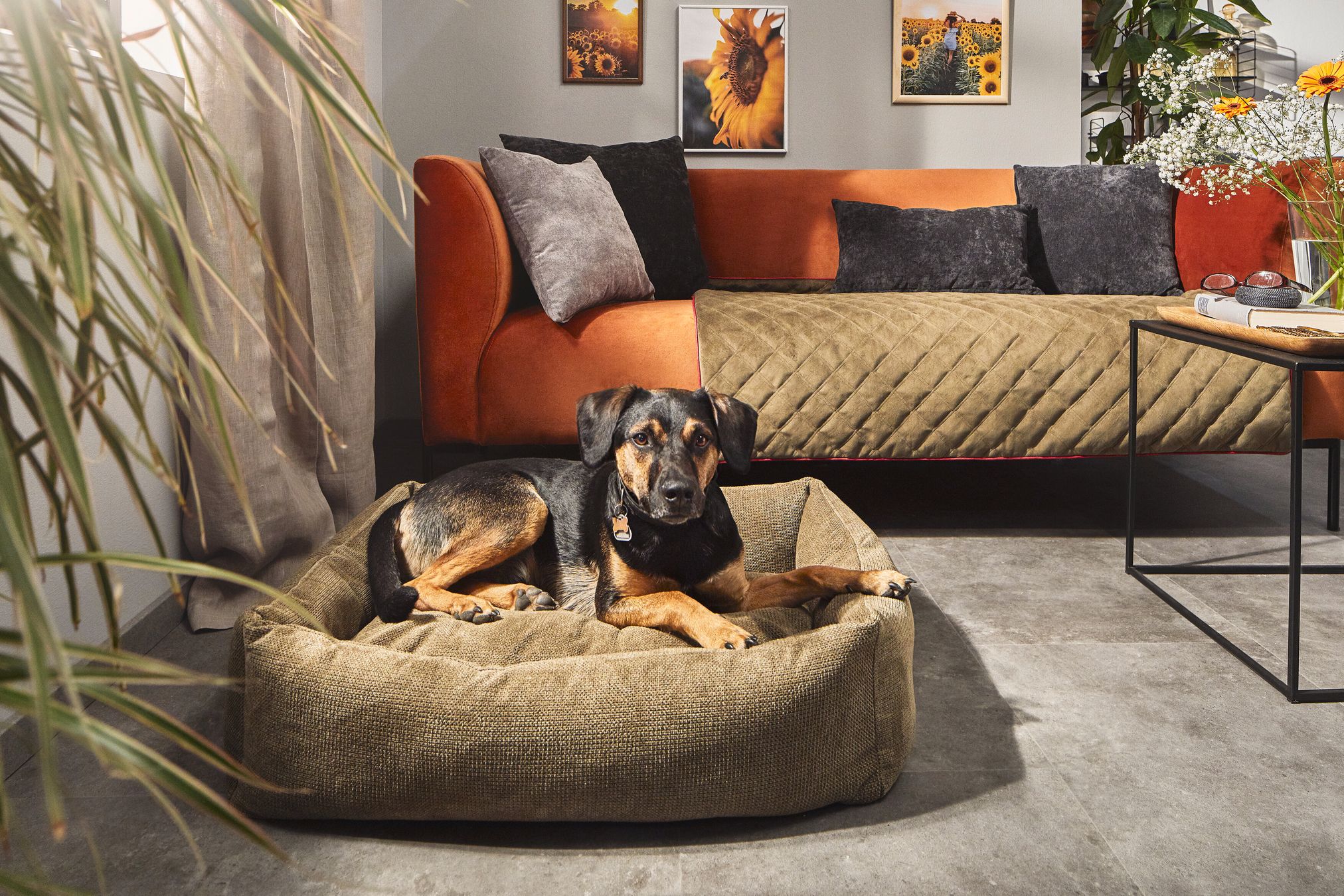 Hund auf braunem Hundebett vor rotem Sofa, Wohnzimmer, moderne Einrichtung, Sonnenblumenbilder.