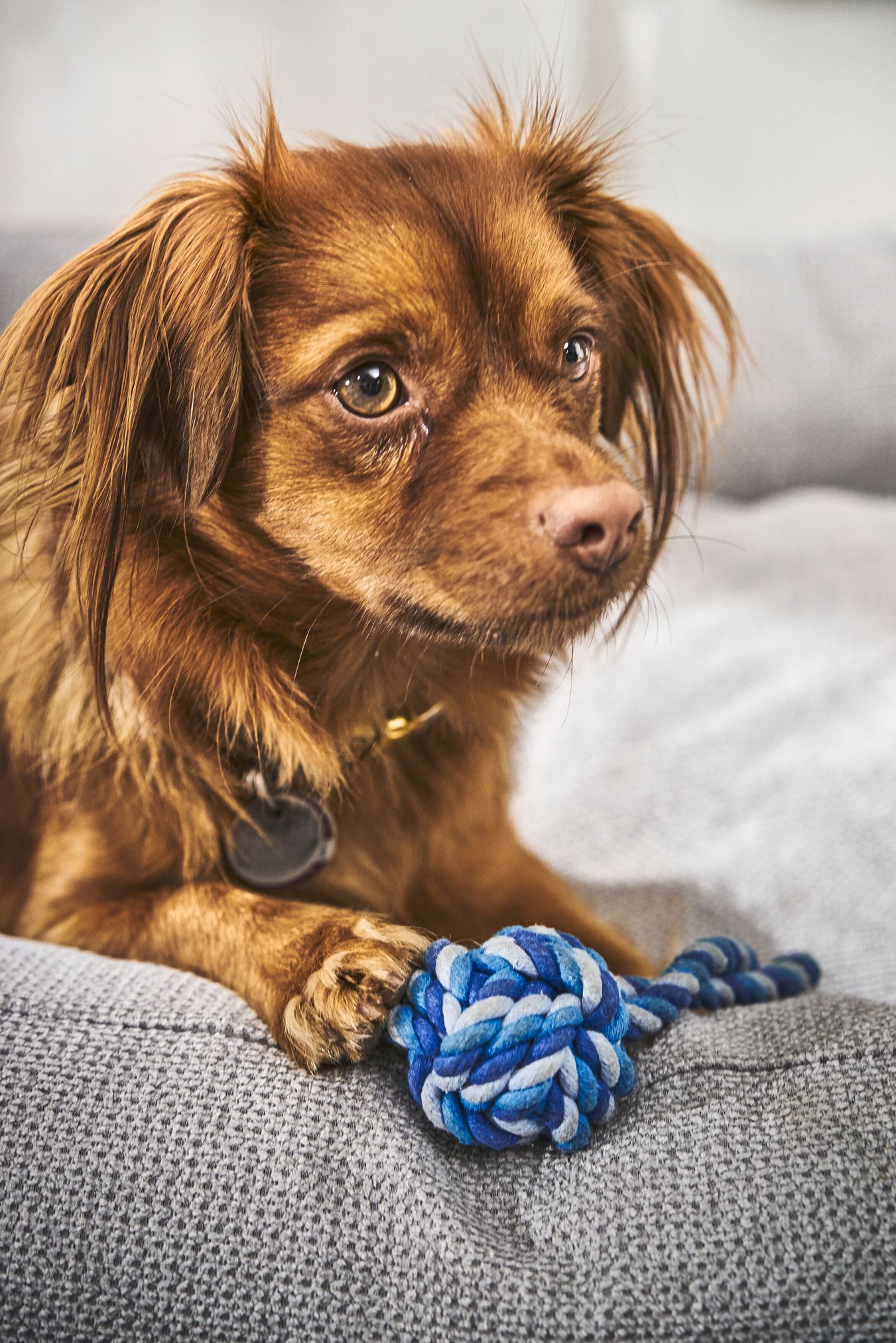 Brauner Hund mit blauem Kauspielzeug auf grauem Hundebett, Haustierbedarf, Spielzeug für Hunde.