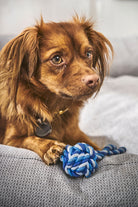Brauner Hund mit blauem Kauspielzeug auf grauem Hundebett, Haustierbedarf, Spielzeug für Hunde.