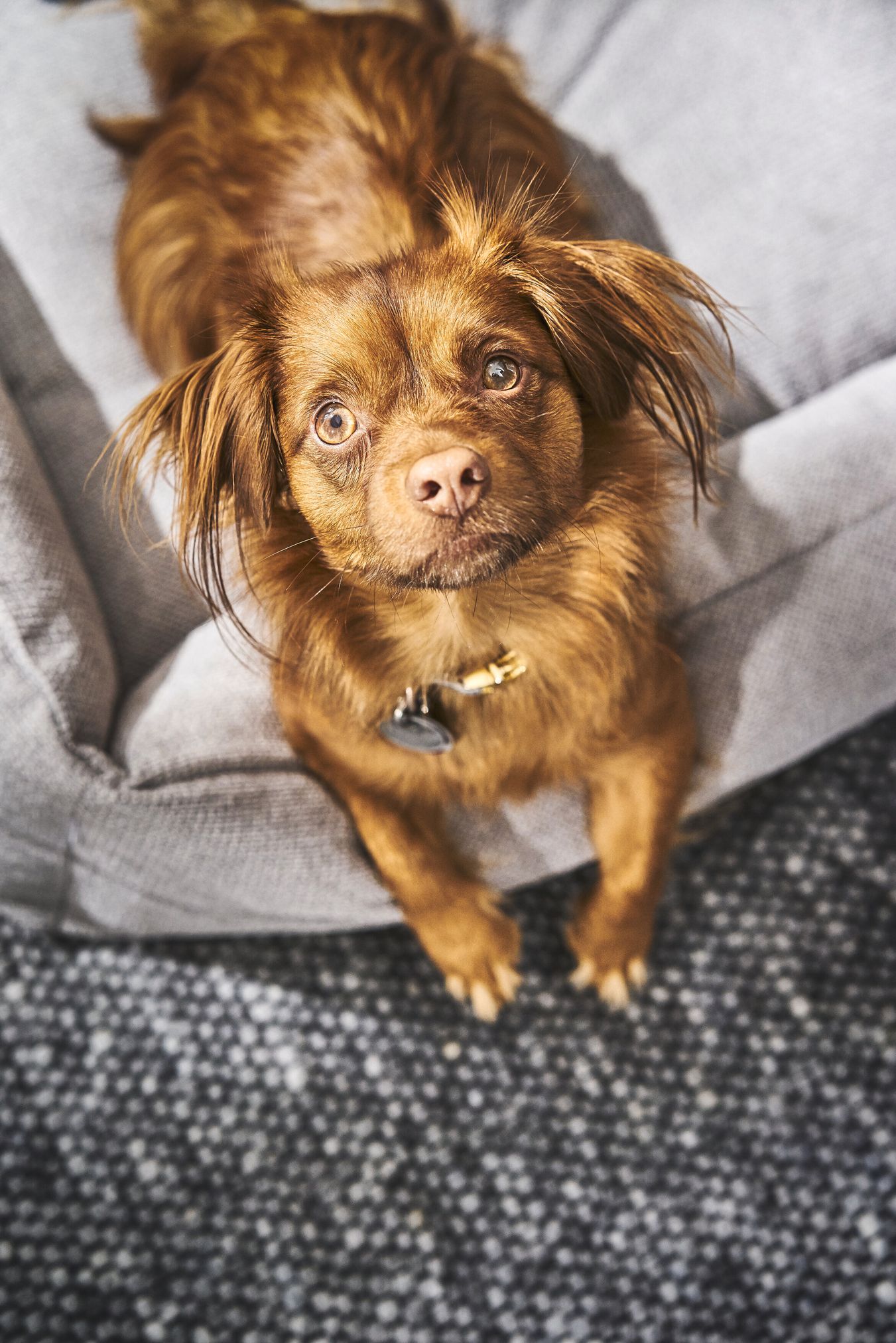 Brauner Hund auf grauem Hundebett, flauschiges Fell, niedlicher Ausdruck, Haustierbedarf.