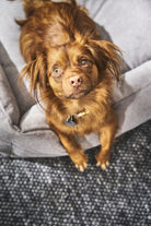 Brauner Hund auf grauem Hundebett, flauschiges Fell, niedlicher Ausdruck, Haustierbedarf.
