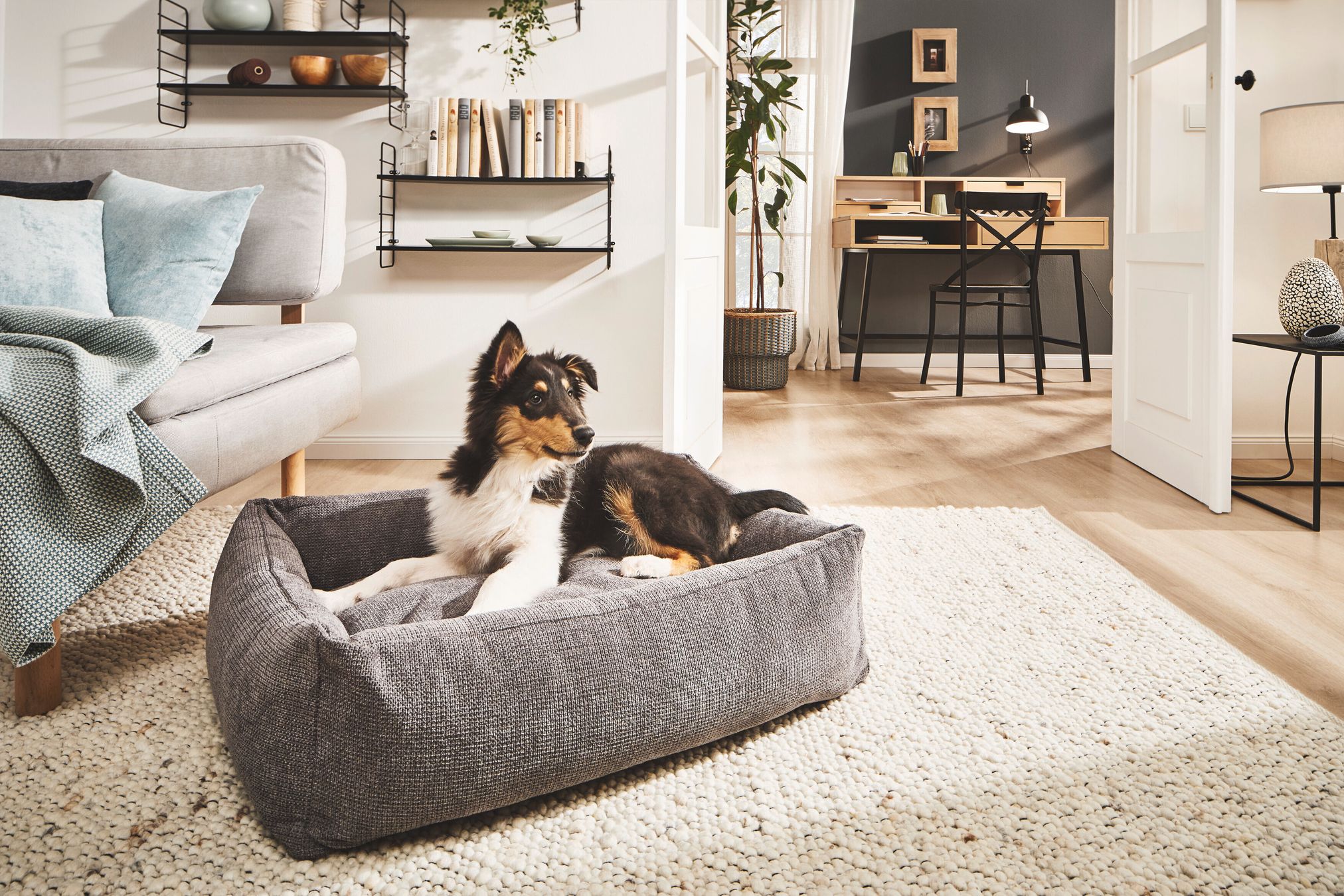 Hund in grauem Hundebett im Wohnzimmer, modernes Interieur, Teppich, Regal, Schreibtisch im Hintergrund.