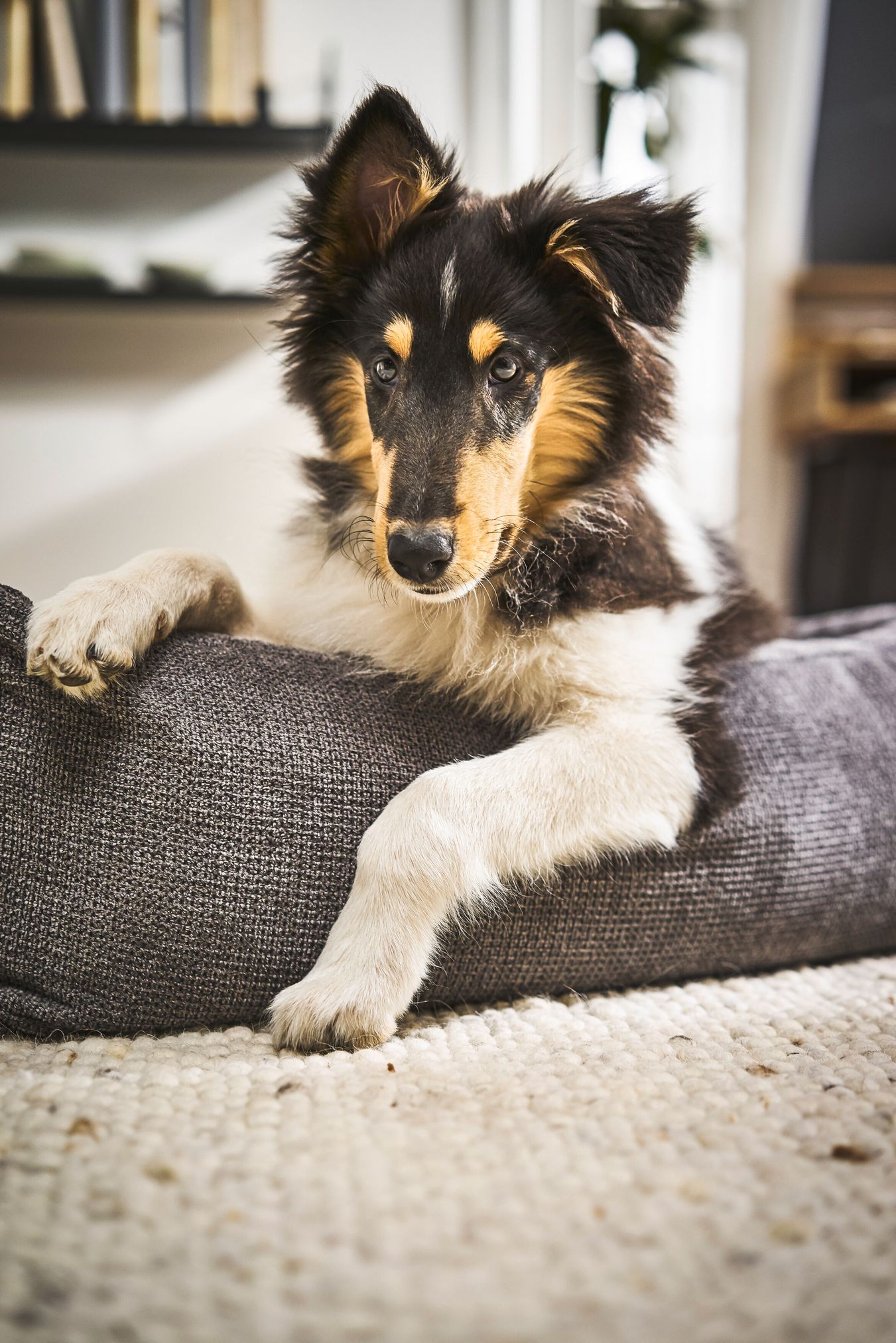 Langhaariger Collie-Welpe auf grauem Hundebett im Wohnzimmer, flauschiger Teppich.