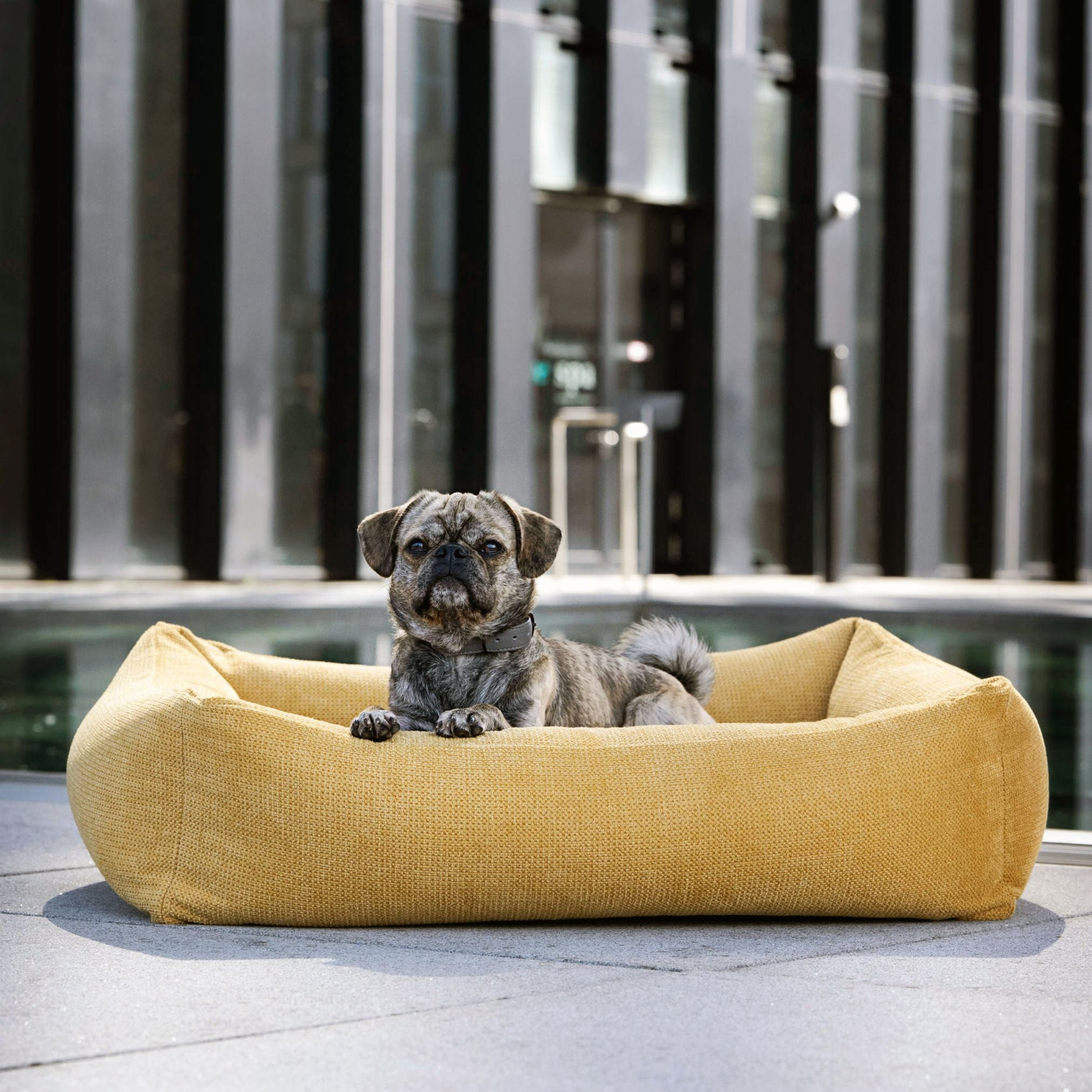 Hund in gelbem Hundebett, modernes Design, Outdoor, bequem, stilvoll, Haustierbett, robust.