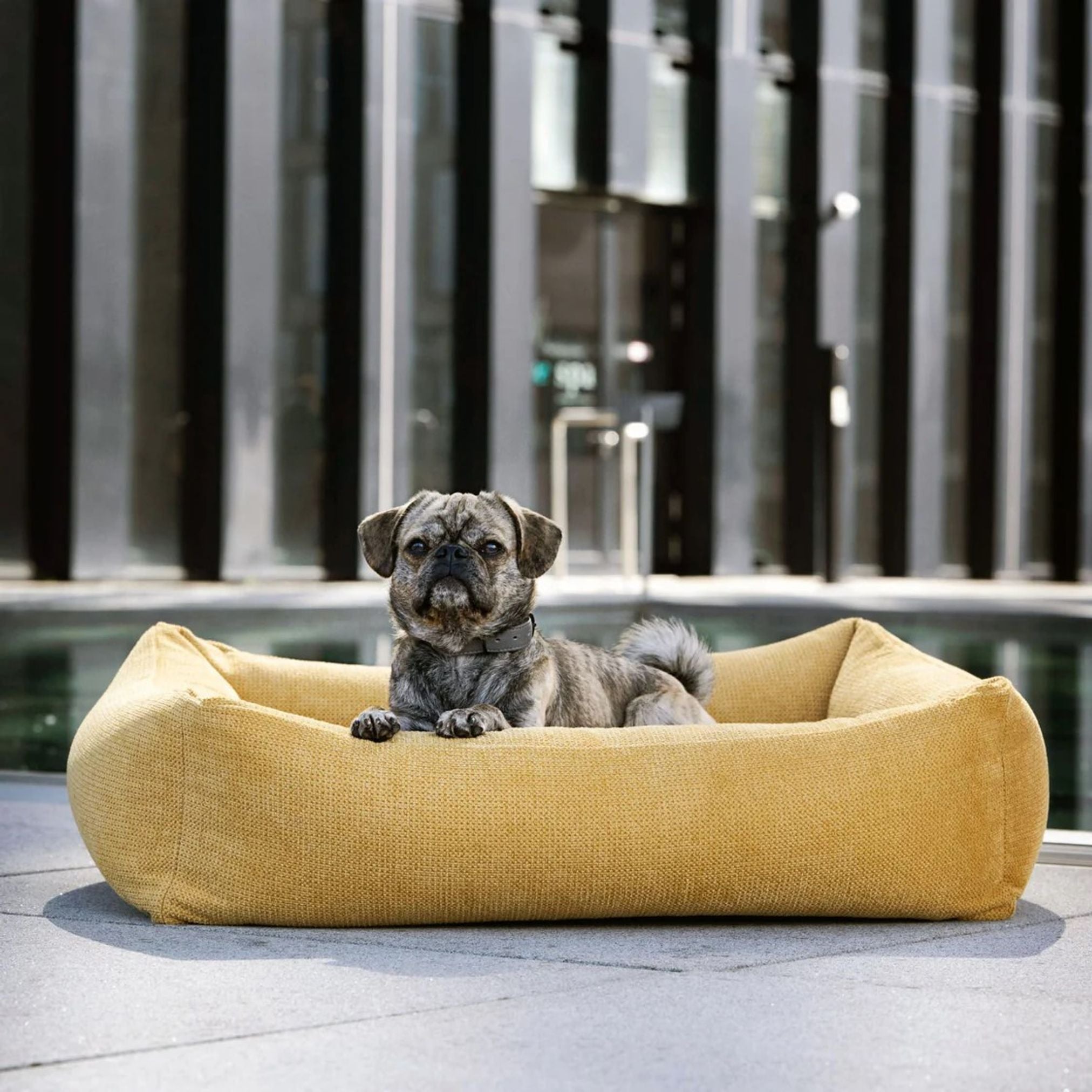 Hund in gelbem Hundebett aus Stoff, modern, bequem, für kleine Hunde, Outdoor-Nutzung.