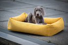 Weimaraner-Welpe auf gelbem Hundebett, Outdoor, gemütlich, modernes Design, Haustierbedarf.