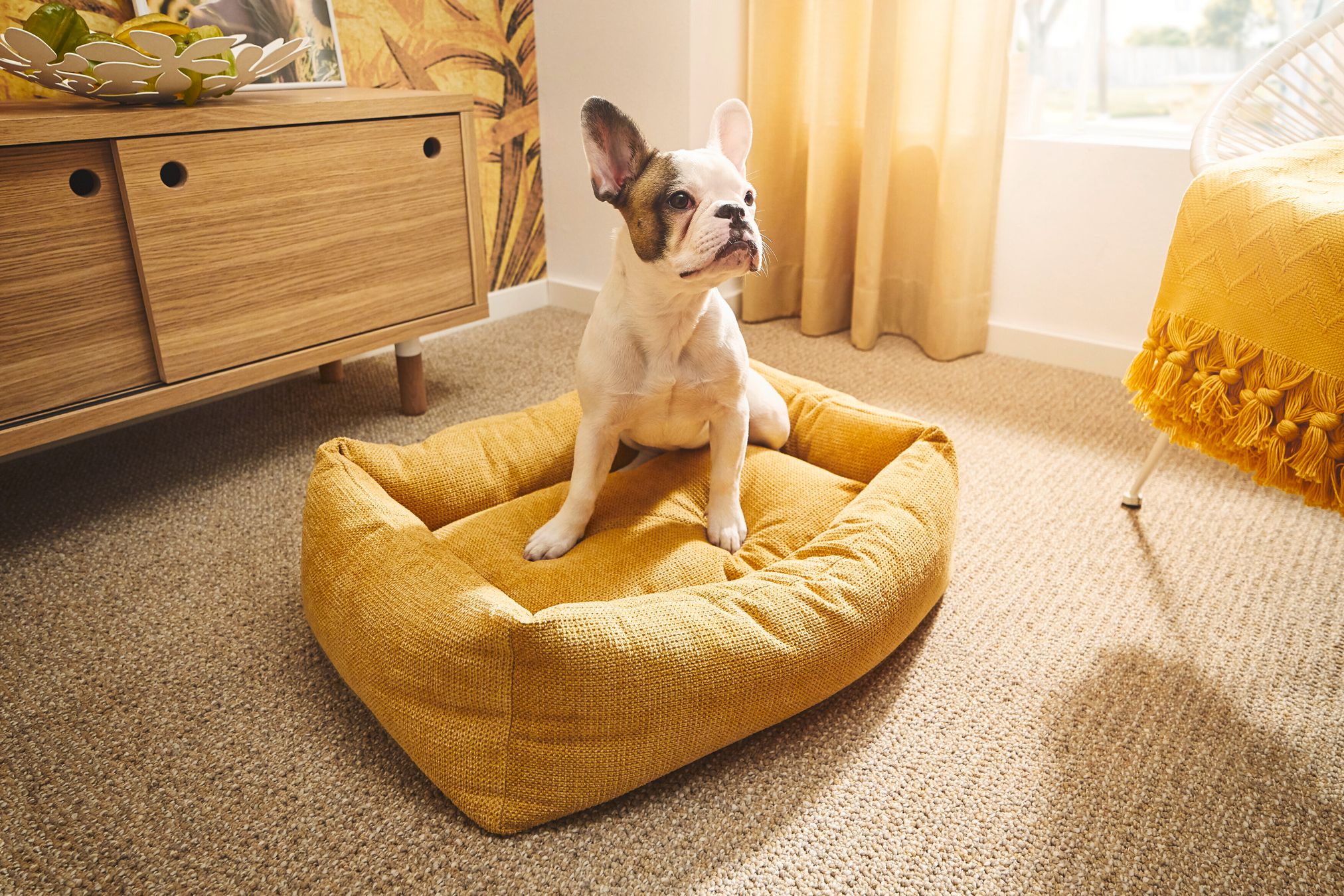 Französische Bulldogge auf gelbem Hundebett im Wohnzimmer, modernes Design, gemütlich.