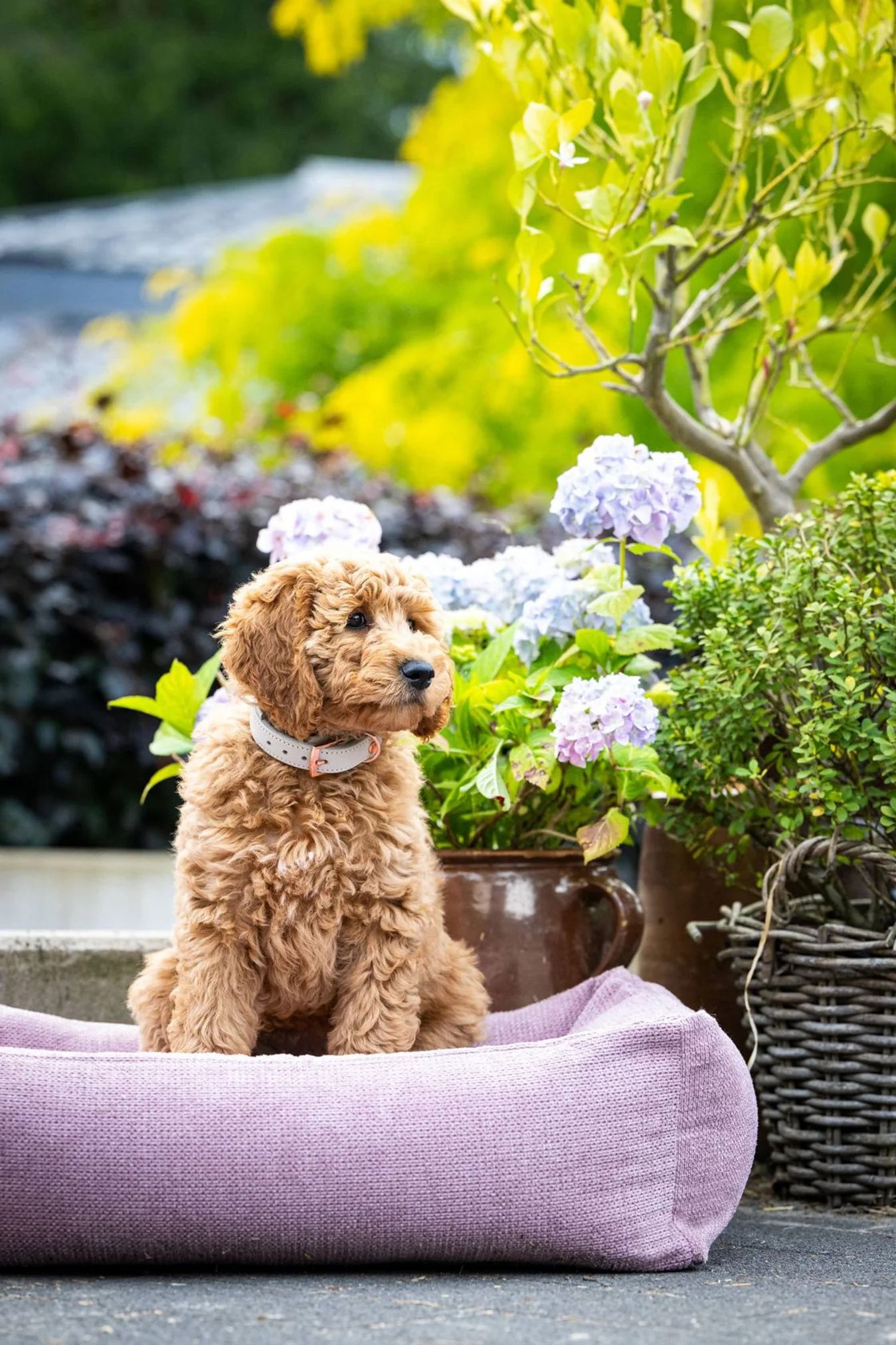 Lockiger brauner Hund auf lila Hundebett im Garten, umgeben von blühenden Pflanzen.