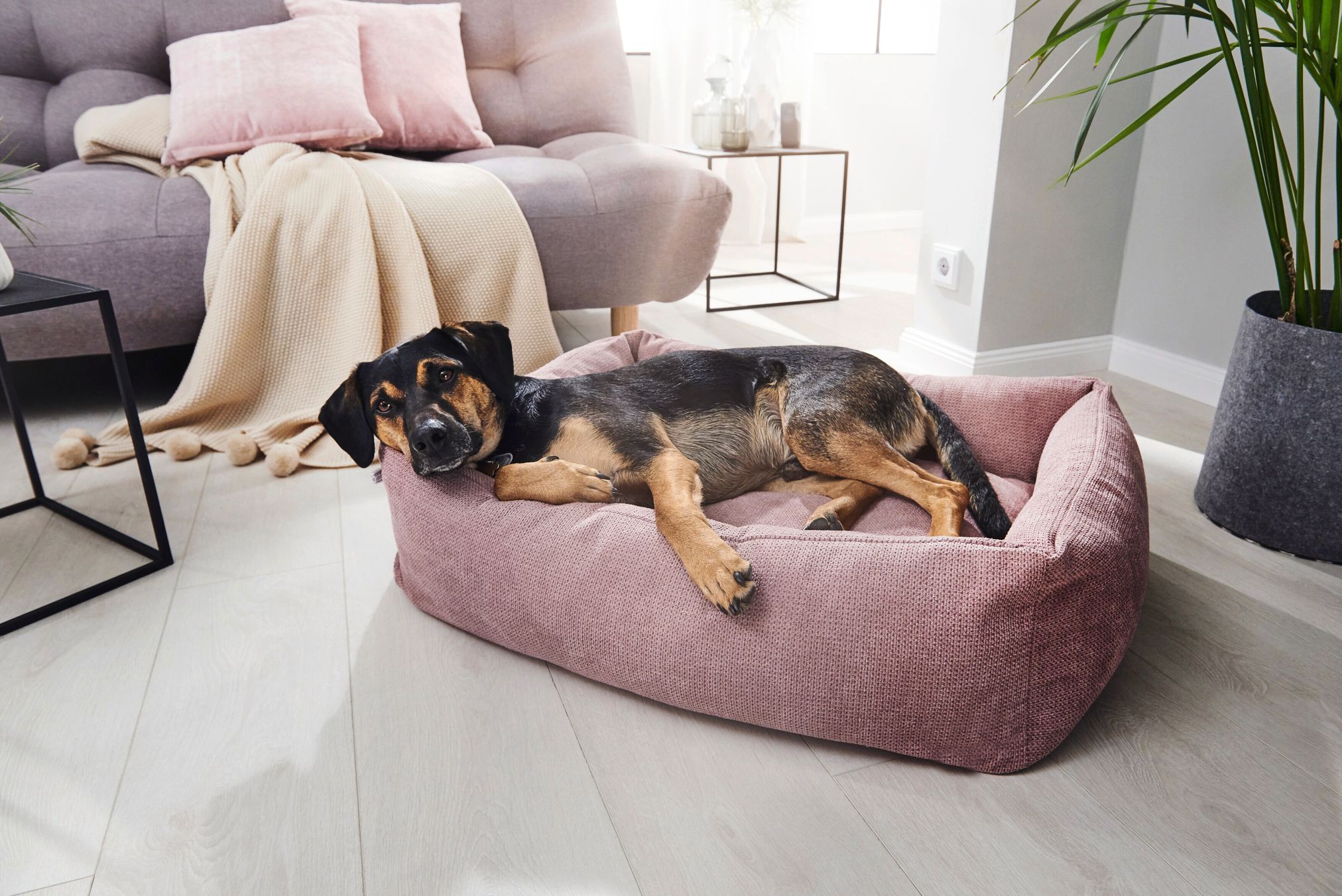 Hund liegt in rosa Hundebett im Wohnzimmer, modernes Sofa, Pflanzen, helle Einrichtung.