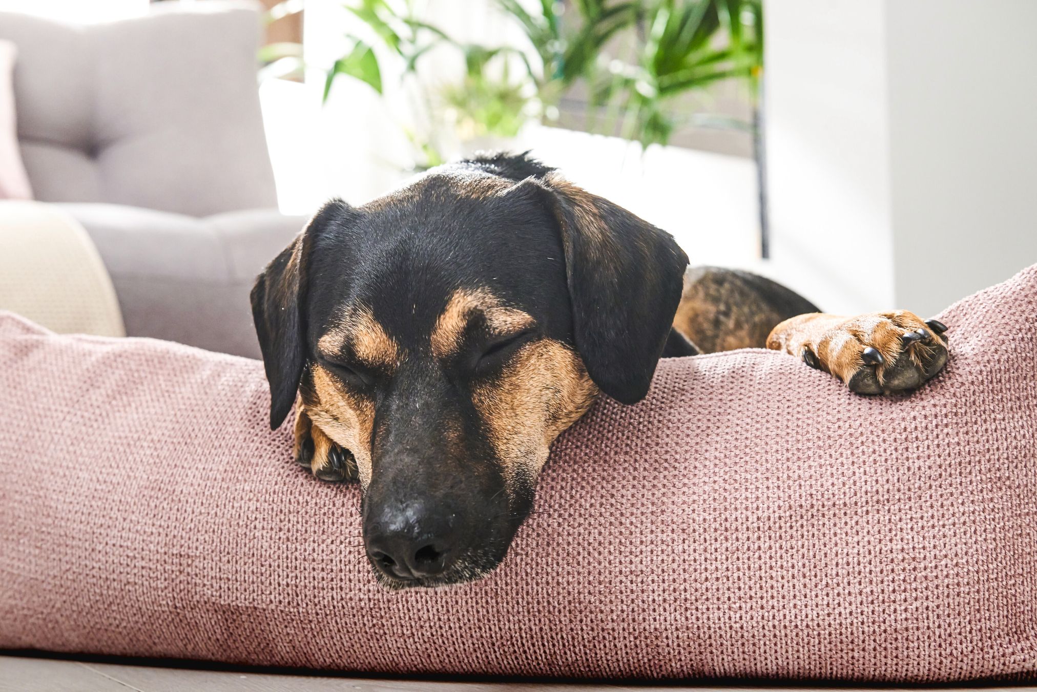 Schlafender Hund auf rosa Kissen, gemütliches Wohnzimmer, entspannte Atmosphäre, Haustierfreundlich.