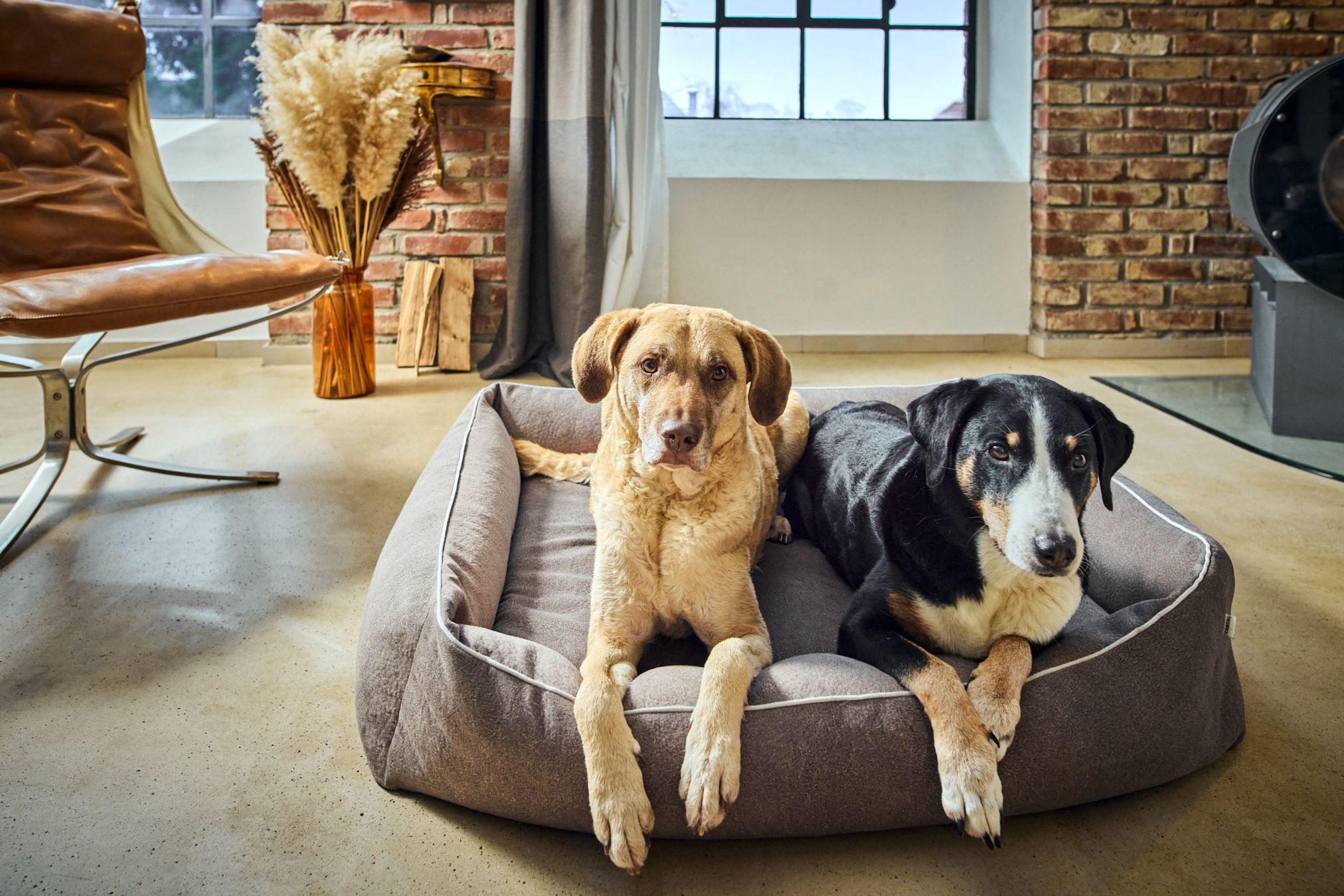 Zwei Hunde auf grauem Hundebett in modernem Wohnzimmer mit Ledersessel und Ziegelwand.